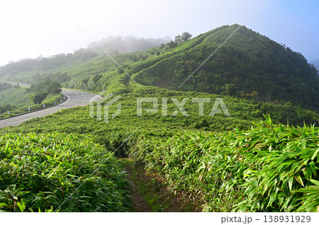 伊豆半島の伊豆山稜線歩道 笹原の登山道と古稀山を望む 伊豆半島の伊豆山稜線歩道 笹原の登山道と古稀山を望む 138931929