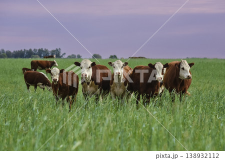 Lonely tree in Pampas Landscape, La Pampa 138932112
