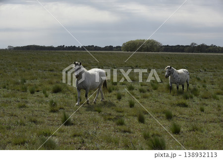 Herd of horses in the coutryside, La Pampa Herd of horses in the coutryside, La Pampa 138932113