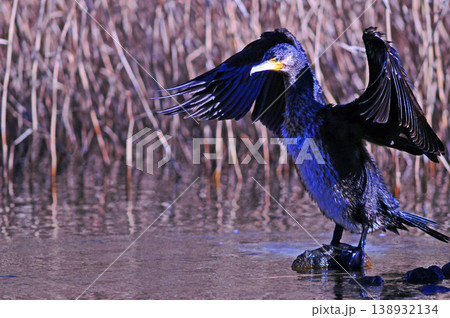 翼を広げるカワウ 翼を広げるカワウ 138932134
