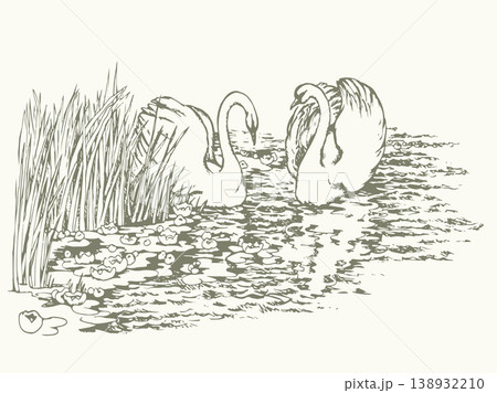 Vector drawing. Two swans in the park lake. Vector drawing. Two swans in the park lake. 138932210