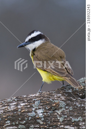 Great Kiskadee,  Pitangus sulphuratus, Calden forest, La Pampa, Argentina 138932243