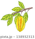 Watercolor Starfruit hanging from branch, green leaves foliage. Whole yellow tropical Averrhoa carambola or Bilimbi fruit. Botanical exotic star apple. Hand drawn illustration isolated background 138932313