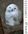 眠そうなシロフクロウ 138932353