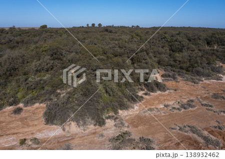 Pampas forest, Calden tree, Prosopis Caldenia, endemic species in La Pampa, Patagonia, Argentina 138932462