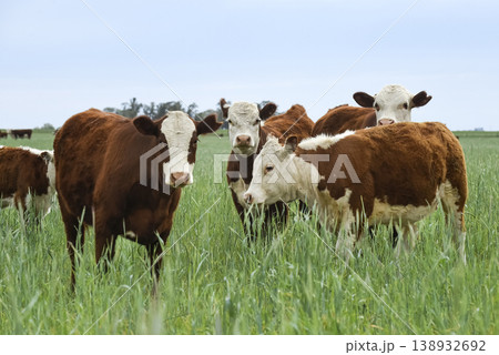 Countryside landscape with cows grazing, La Pampa, Argentina Countryside landscape with cows grazing, La Pampa, Argentina 138932692