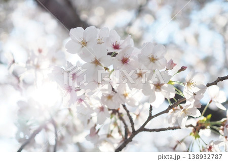朝の日差しを浴びる桜 朝の日差しを浴びる桜 138932787