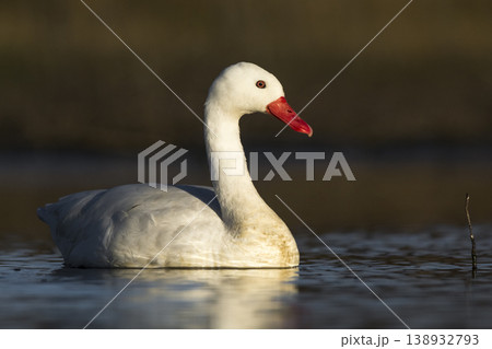 Coscoroba swans in lagoon envirinment, La Pampa 138932793