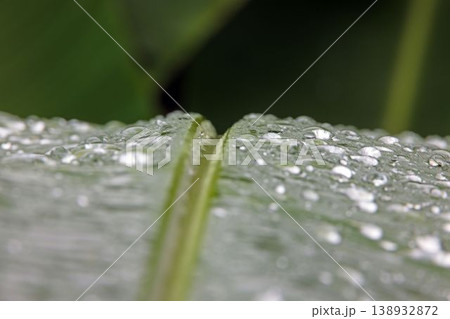 Macro leaf with water drops in tropical Panama Macro leaf with water drops in tropical Panama 138932872