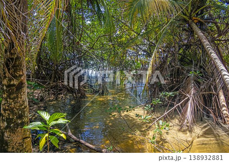 Mangrove forest with roots and water in tropical Panama Mangrove forest with roots and water in tropical Panama 138932881
