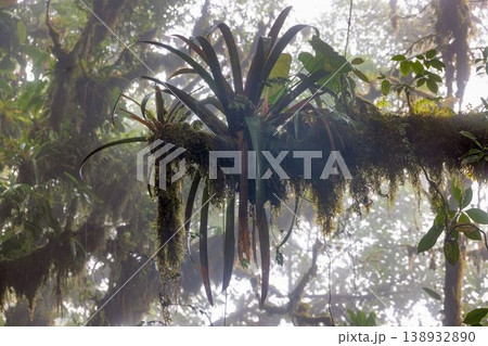 Epiphyte plant on tree in misty tropical forest Panama 138932890