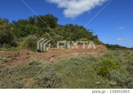Calden forest grass landscape,  La Pampa province, Patagonia, Argentina. 138932903