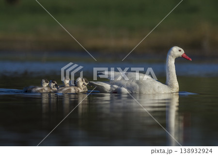 Coscoroba swans with chicks, La Pampa Coscoroba swans with chicks, La Pampa 138932924