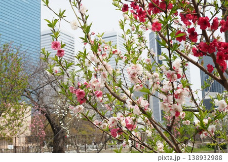 大阪城公園の梅の花 大阪城公園の梅の花 138932988