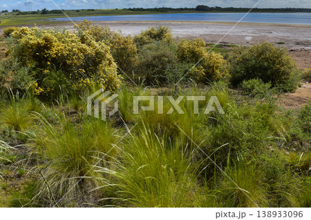 Calden forest grass landscape,  La Pampa province, Patagonia, Argentina. 138933096