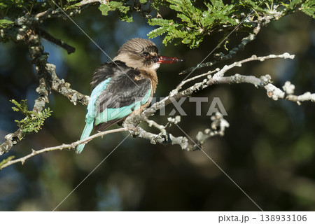Brown hooded Kingfisher, Kruger National Park, South Africa. 138933106
