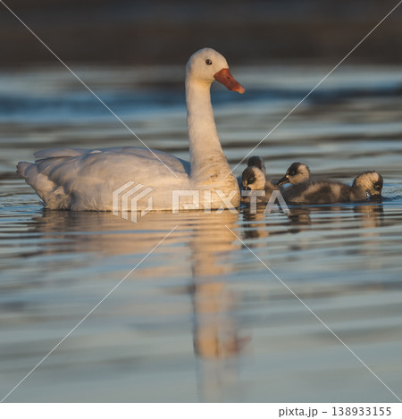 Coscoroba swans with chicks, La Pampa 138933155
