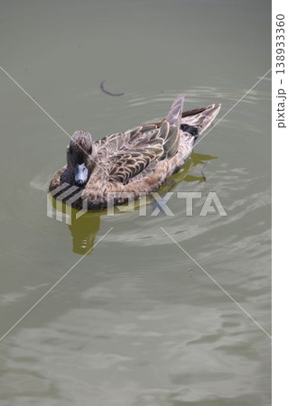 水面を静かに泳ぐヒドリガモのメス（東京都葛飾区・修景池） 138933360
