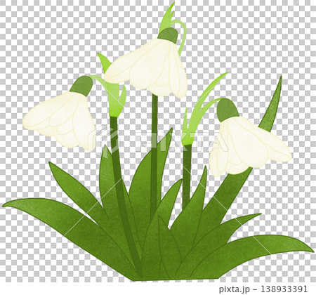 snowdrop flower 138933391