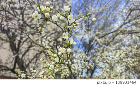 White cherry blossoms on a branch in spring with blurred background and blue sky 138933464