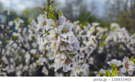 White cherry blossoms on a branch in spring with blurred background and blue sky 138933465