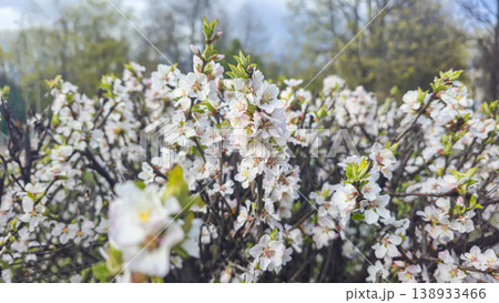 White cherry blossoms on a branch in spring with blurred background and blue sky 138933466