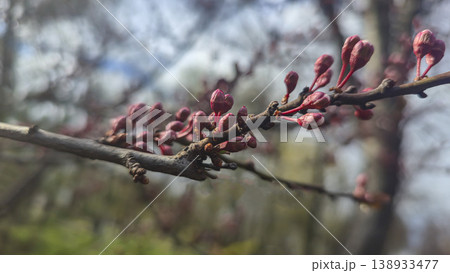 Pink cherry plum flowers on a branch in spring with a blurred background and blue sky 138933477