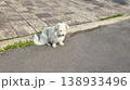 A dog a pet sits outside and waits for its owner. Pet care. Walking with animals 138933496