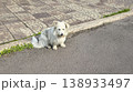 A dog a pet sits outside and waits for its owner. Pet care. Walking with animals 138933497