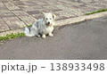 A dog a pet sits outside and waits for its owner. Pet care. Walking with animals 138933498