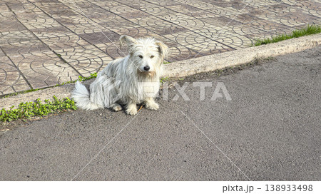 A dog a pet sits outside and waits for its owner. Pet care. Walking with animals A dog a pet sits outside and waits for its owner. Pet care. Walking with animals 138933498