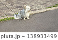A dog a pet sits outside and waits for its owner. Pet care. Walking with animals 138933499