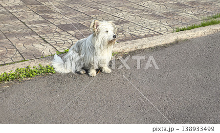 A dog a pet sits outside and waits for its owner. Pet care. Walking with animals 138933499