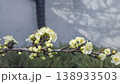 White cherry blossoms on a branch in spring with blurred background and blue sky 138933503