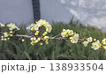 White cherry blossoms on a branch in spring with blurred background and blue sky 138933504