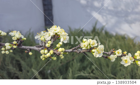 White cherry blossoms on a branch in spring with blurred background and blue sky 138933504