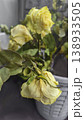 Dried yellow roses in the trash can, discarded dried flowers. Wilting, dead wood 138933505