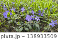 A park area with conifers blooming apricots birches, and other flowers. renewal. 138933509