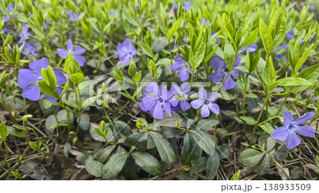 A park area with conifers blooming apricots birches, and other flowers. renewal. 138933509