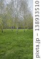 A park area with conifers blooming apricots birches, and other flowers. renewal. 138933510