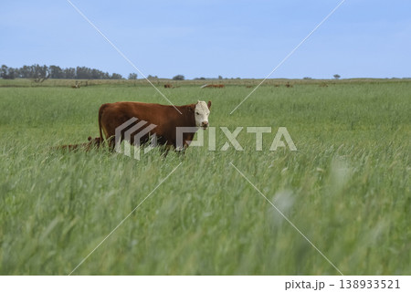 Countryside landscape with cows grazing, La Pampa, Argentina Countryside landscape with cows grazing, La Pampa, Argentina 138933521