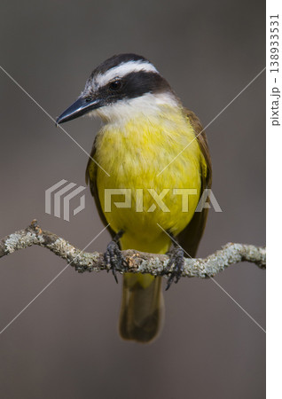 Great Kiskadee, Pitangus sulphuratus, Calden forest, La Pampa, Argentina Great Kiskadee, Pitangus sulphuratus, Calden forest, La Pampa, Argentina 138933531