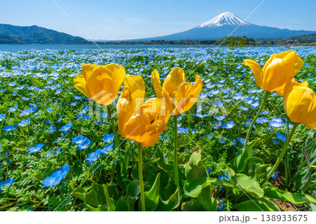 ネモフィラ　富士山　チューリップ　【河口湖　大石公園】 138933675