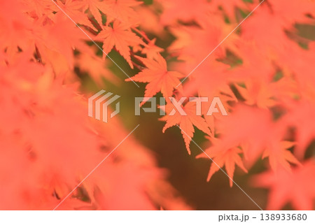 真っ赤に色づいた紅葉 真っ赤なかえで 紅葉 真っ赤に色づいた紅葉 真っ赤なかえで 紅葉 138933680