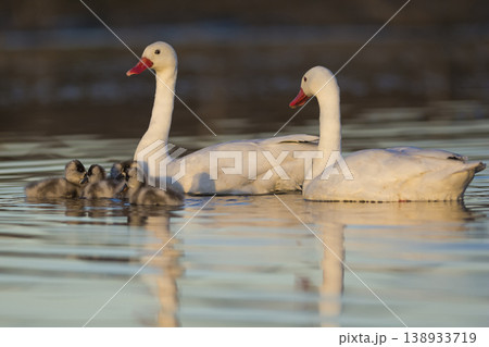 Coscoroba swans in lagoon envirinment, La Pampa 138933719