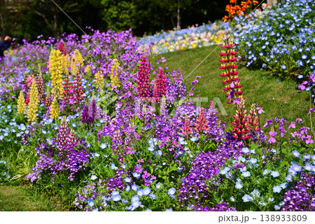 春の花で埋まる里山ガーデン 138933809