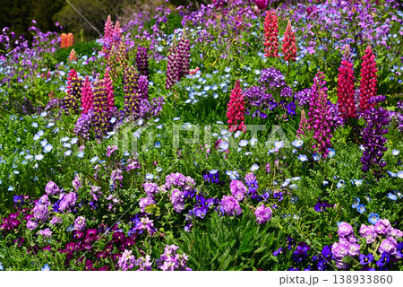 春の花で埋まる里山ガーデン 138933860