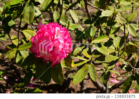 春の花で埋まる里山ガーデン 138933875