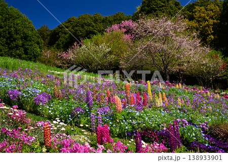 春の花で埋まる里山ガーデン 138933901