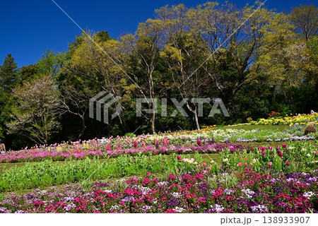 春の花で埋まる里山ガーデン 春の花で埋まる里山ガーデン 138933907